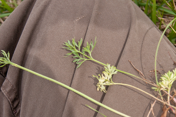 0122-Ranunculus-millefoliatus