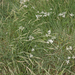 0129-gras-onbekend-met-vogelmelk