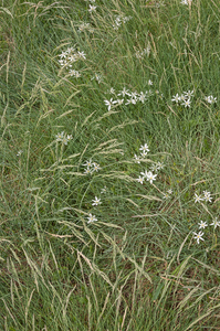 0129-gras-onbekend-met-vogelmelk