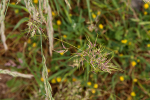 0130-poa-bulbosa-knolbeemdgras-arid-meadows-uncultivated-land