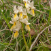 0135-gele karstorchis orchis pauciflora
