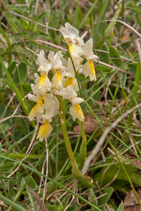 0135-gele karstorchis orchis pauciflora