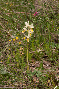 0136-gele karstorchis orchis pauciflora.