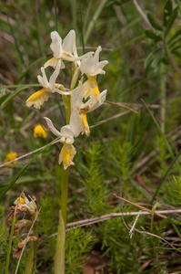 0138-gele karstorchis orchis pauciflora.