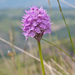 0142-drietandige-orchis