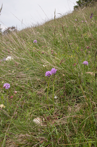 0143-drietandige-orchis-landschap