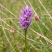 0143-Italiaanse-orchis-Orchis-italica