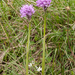 0144-drietandige-orchis-landschap