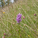 0144-Italiaanse-orchis-Orchis-italica