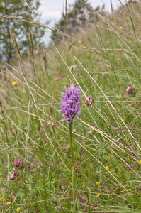 0144-Italiaanse-orchis-Orchis-italica