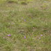 0145-drietandige-orchis-landschap
