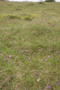 0145-drietandige-orchis-landschap