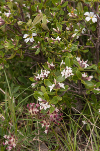 0147-Daphne alpina