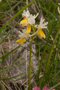 0152-Stippelorchis--Orchis-provincialis---woods
