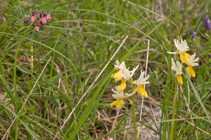 0153-Stippelorchis--Orchis-provincialis---woods