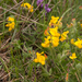 0155-lotus-corniculatus