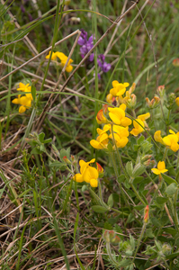 0155-lotus-corniculatus
