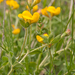 0156-lotus-corniculatus
