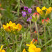 0157-lotus-corniculatus