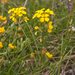 0158-Erysimum-pseudorhaeticum