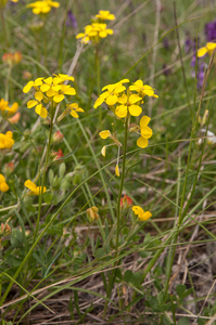 0158-Erysimum-pseudorhaeticum