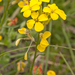0159-Erysimum-pseudorhaeticum