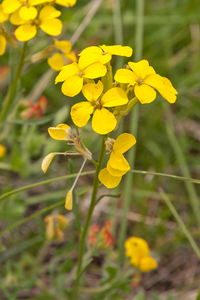 0159-Erysimum-pseudorhaeticum