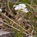 0161-hoornbloem-spec