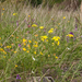 0160-Erysimum-pseudorhaeticum-overzicht-veg