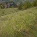 0164-sesleria-spec