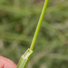 0165-sesleria-spec