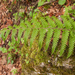 0166-Zachte-naaldvaren---Polystichum-setiferum-woods