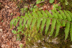 0166-Zachte-naaldvaren---Polystichum-setiferum-woods