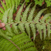 0167-Zachte-naaldvaren---Polystichum-setiferum-woods