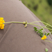 0168-hippocrepis-comosa