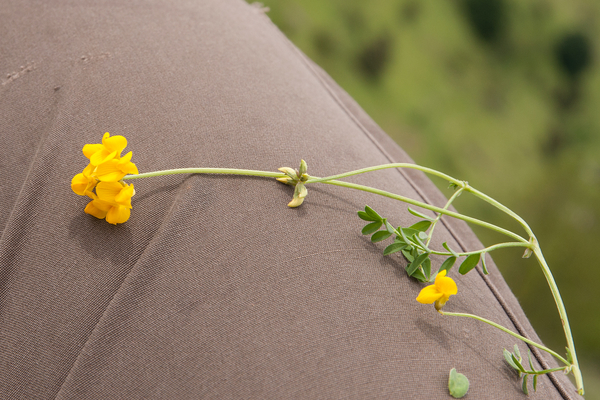 0168-hippocrepis-comosa