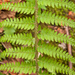 0168-Zachte-naaldvaren---Polystichum-setiferum-woods