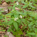 0170-Asperula-taurina-pink-woodruff-fagus-sylvatica-woods