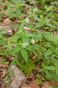 0170-Asperula-taurina-pink-woodruff-fagus-sylvatica-woods