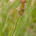 0170-sesleria-spec