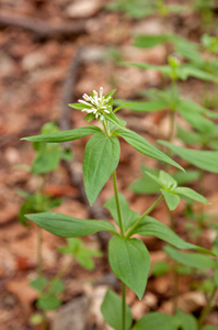 0171-Asperula-taurina-pink-woodruff-fagus-sylvatica-woods