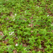 0172-Asperula-taurina-pink-woodruff-fagus-sylvatica-woods