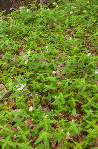 0172-Asperula-taurina-pink-woodruff-fagus-sylvatica-woods