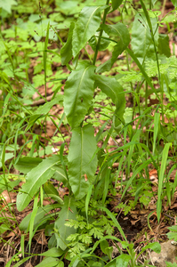 0177-Torenscheefkelk---Arabis-turrita-met-parelgras