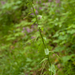 0178-Torenscheefkelk-Arabis-turrita