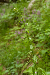 0178-Torenscheefkelk-Arabis-turrita