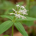 0180-Asperula-taurina-pink-woodruff-fagus-sylvatica-woods