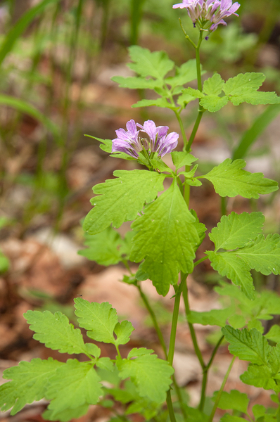 0181-Cardamine-chelidonia-fagus-sylvatica-woods-and-cool-woods