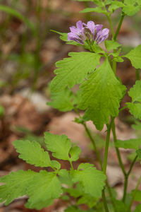 0181-Cardamine-chelidonia