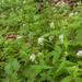 0183-Asperula-taurina-pink-woodruff-fagus-sylvatica-woods